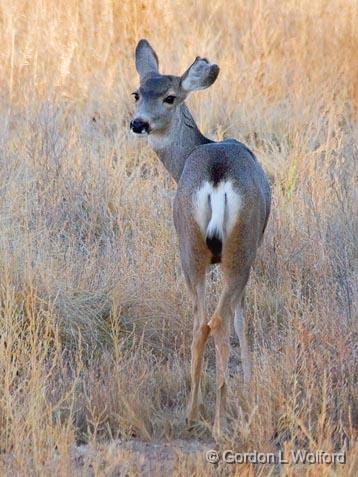 Mule Deer_73269.jpg - Mule Deer (Odocoileus hemionus) photographed in the Bosque del Apache National Wildlife Refuge near San Antonio, New Mexico USA. 